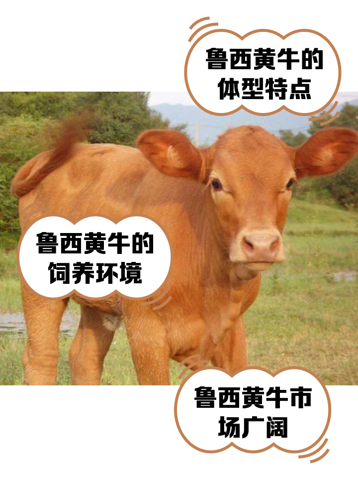湖北最新医保取现黄牛方法分析(最方便真实的湖北医保取现黄牛怎么取方法)